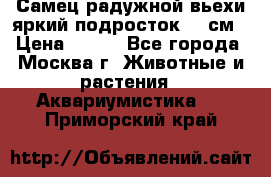 Самец радужной вьехи яркий подросток 15 см › Цена ­ 350 - Все города, Москва г. Животные и растения » Аквариумистика   . Приморский край